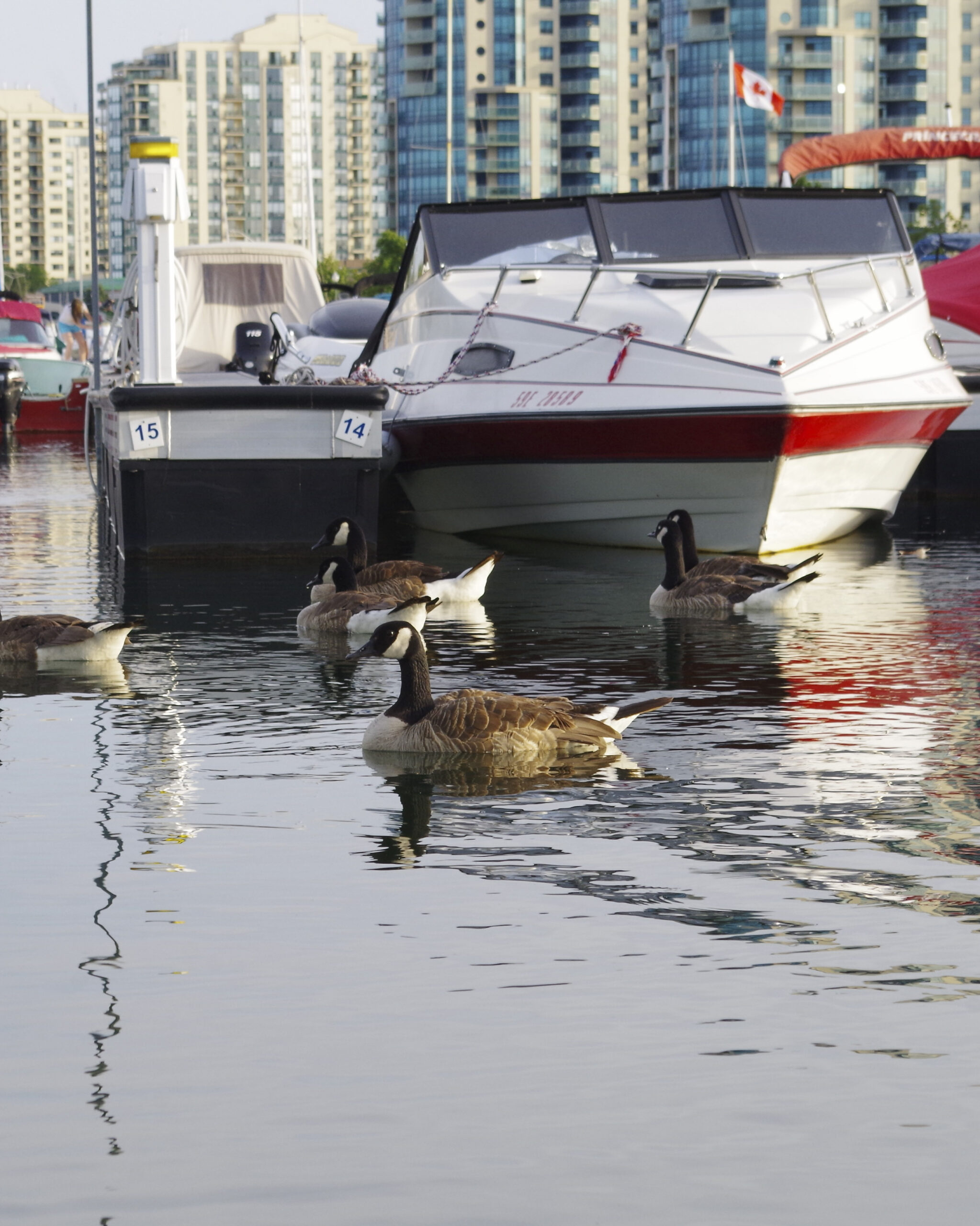 barrie waterfront with boats